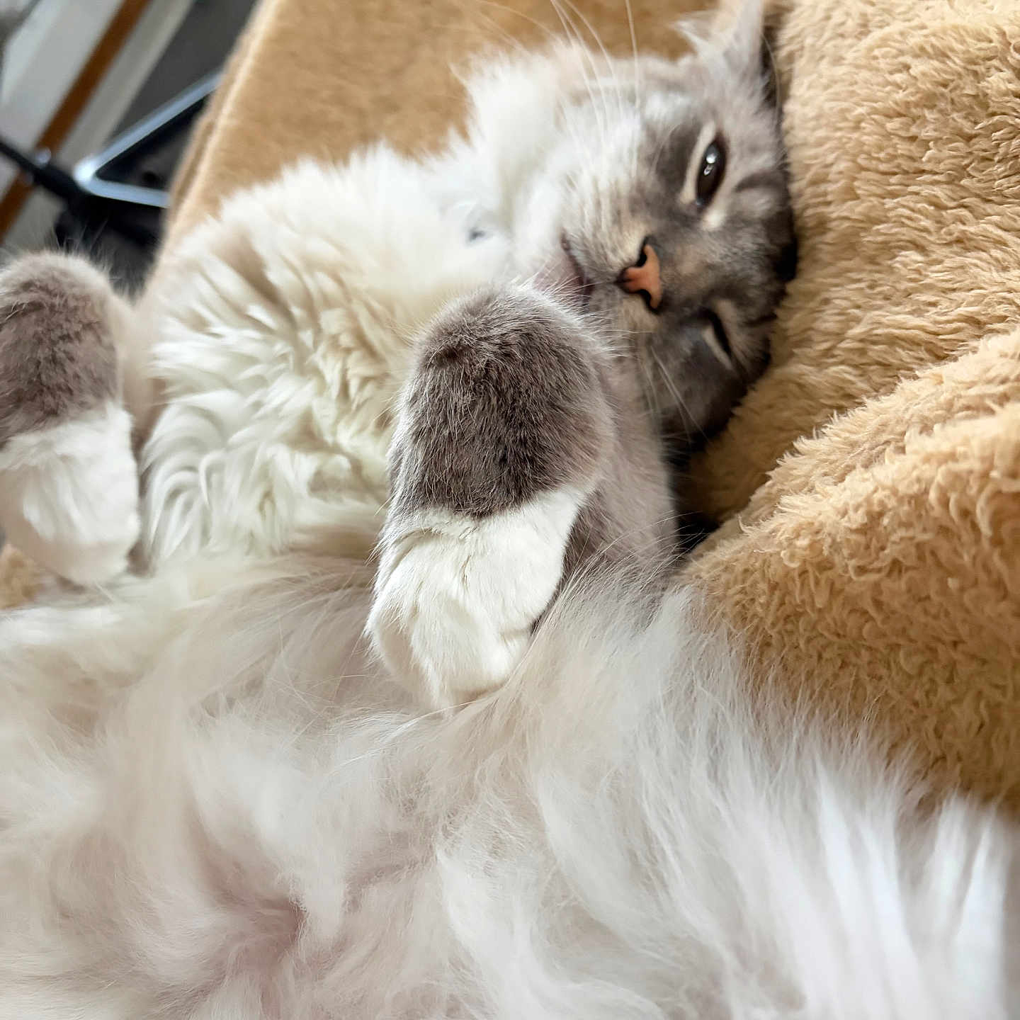 Winston joined the competition — help win amazing prizes! cat, fluffy, relaxed, sleepy, cozy, indoor, pet, feline, paw, fur, blanket, beige, cute, closeup, animal, whiskers, resting, soft, mammal, lazy