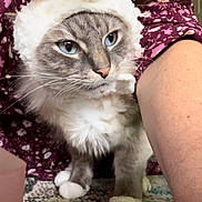 Winston joined the competition — help win amazing prizes! cat, bunny_hat, costume, blue_eyes, fluffy, pet, animal, indoor, carpet, person, purple_dress, sitting, funny, cute, whiskers, fur, home, portrait, closeup, expression