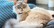 Winston is registered to the contest to win money with this photo: cat, fluffy, blue_eyes, indoor, blanket, furniture, cozy, pet, relaxed, fur, tail, whiskers, closeup, animal, portrait, cute, soft, resting, domestic, comfortable