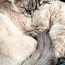 Winston is registered to the contest to win money with this photo: cat, cats, sleeping, snuggling, fluffy, fur, cozy, blanket, pets, animal, domestic_animal, cute, relaxing, resting, companion, close_up, whiskers, tail, ears, indoor