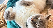 Winston is registered to the contest to win money with this photo: animal, blanket, cat, comfort, cozy, cute, domestic, feline, fluffy, fur, home, indoor, nap, paw, pet, relaxation, resting, sleeping, soft, whiskers
