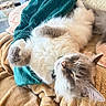 cat, fluffy, sleeping, cozy, blanket, indoor, pet, relaxation, fur, cute, animal, whiskers, paw, resting, soft, home, comfort, feline, nap, domestic