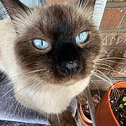 Smokie is registered to the contest to win money with this photo: cat, siamese_cat, blue_eyes, close_up, feline, pet, whiskers, fur, animal, indoor, curious, face, ears, nose, potted_plant, brick_wall, soft_surface, domestic_cat, mammal, cute