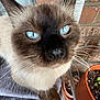 cat, siamese_cat, blue_eyes, close_up, feline, pet, whiskers, fur, animal, indoor, curious, face, ears, nose, potted_plant, brick_wall, soft_surface, domestic_cat, mammal, cute