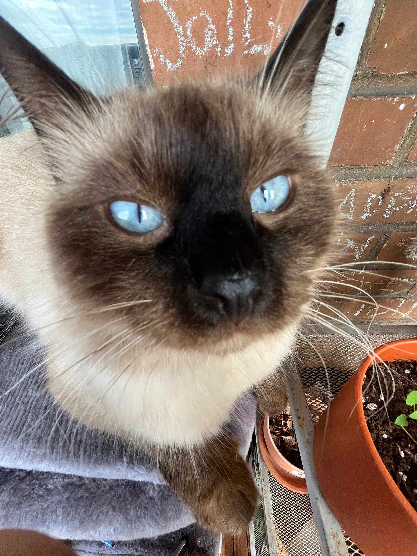 Smokie is registered to the contest to win money with this photo: cat, siamese_cat, blue_eyes, close_up, feline, pet, whiskers, fur, animal, indoor, curious, face, ears, nose, potted_plant, brick_wall, soft_surface, domestic_cat, mammal, cute