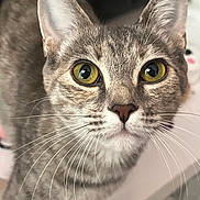 Lola is registered to the contest to win money with this photo: cat, tabby_cat, close_up, whiskers, yellow_eyes, curious, pet, animal, feline, ears, face, fur, indoor, portrait, looking, mammal, domestic_animal, cute, soft_light, focused
