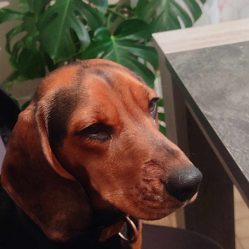 Urka participe au concours pour gagner de l'argent avec cette photo : animal, black, brown, calm, canine, chair, close_up, dog, domestic, ears, fur, greenery, houseplant, indoor, leaf, paws, pet, plant, sitting, snout