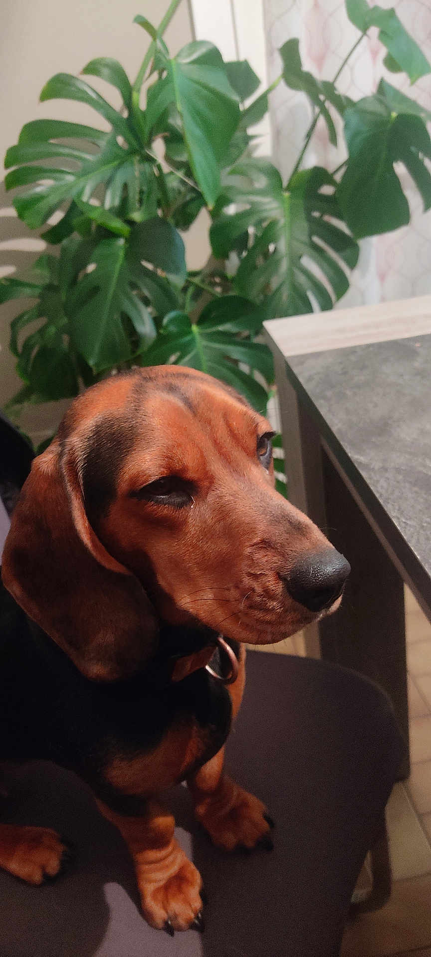 Urka participe au concours pour gagner de l'argent avec cette photo : dog, pet, indoor, plant, leaf, greenery, chair, brown, black, close_up, calm, canine, fur, animal, domestic, snout, ears, paws, sitting, houseplant