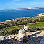 adventure, animal, blue_sky, cat, coastline, daytime, feline, harness, looking_back, nature, ocean, orange_cat, outdoor, pet, rocky_terrain, scenic, sea, sunlight, white_cat, wildlife