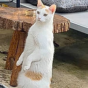 Bouh participe au concours pour gagner de l'argent avec cette photo : alert, animal, cat, curious, cushion, domestic_animal, ears, eyes, feline, floor, furniture, looking_away, orange_spots, outdoor, pet, standing_cat, tail, whiskers, white_cat, wooden_table