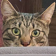 Mikey is registered to the contest to win money with this photo: abyssinian, animal, cat, egyptiancat, kitten, manx, pet