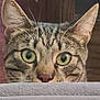 abyssinian, animal, cat, egyptiancat, kitten, manx, pet