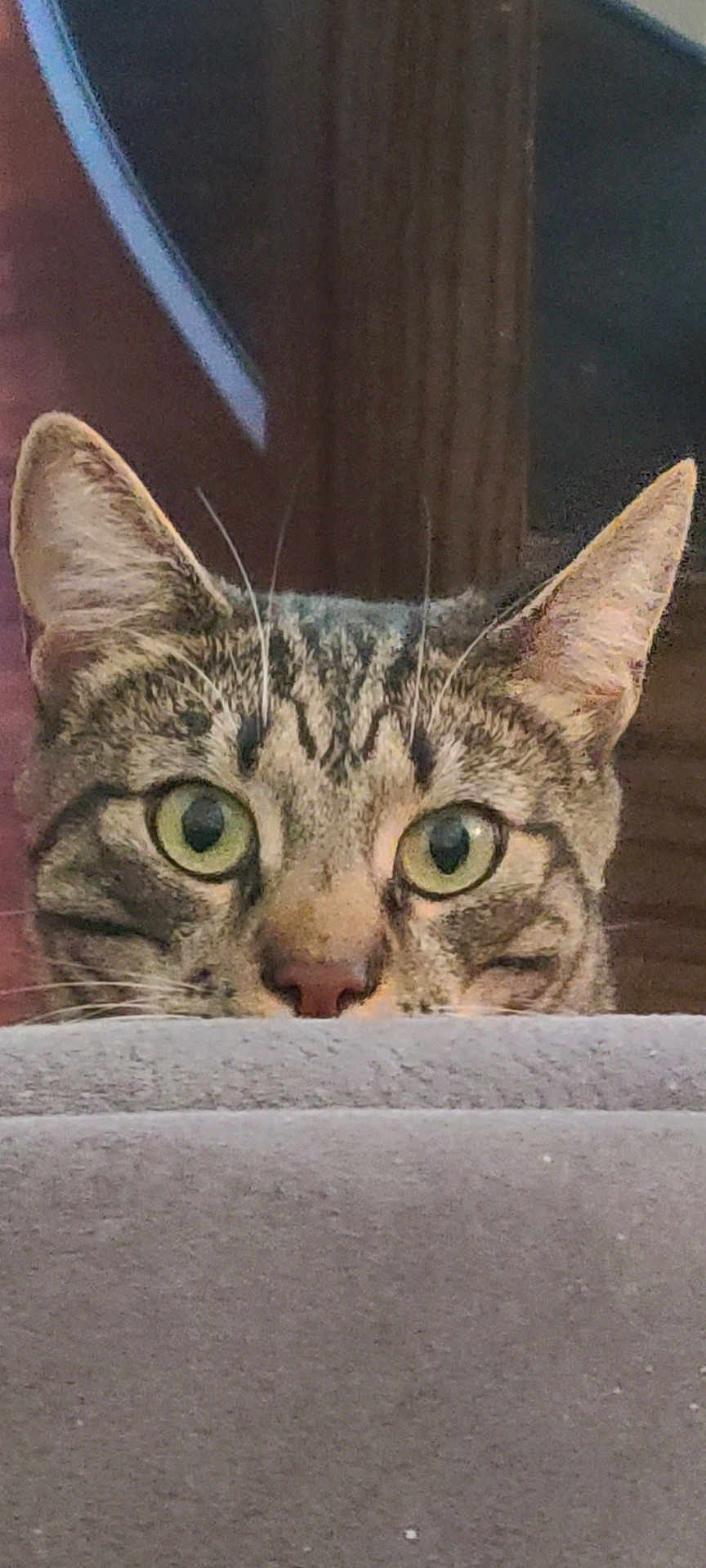 Mikey is registered to the contest to win money with this photo: abyssinian, animal, cat, egyptiancat, kitten, manx, pet