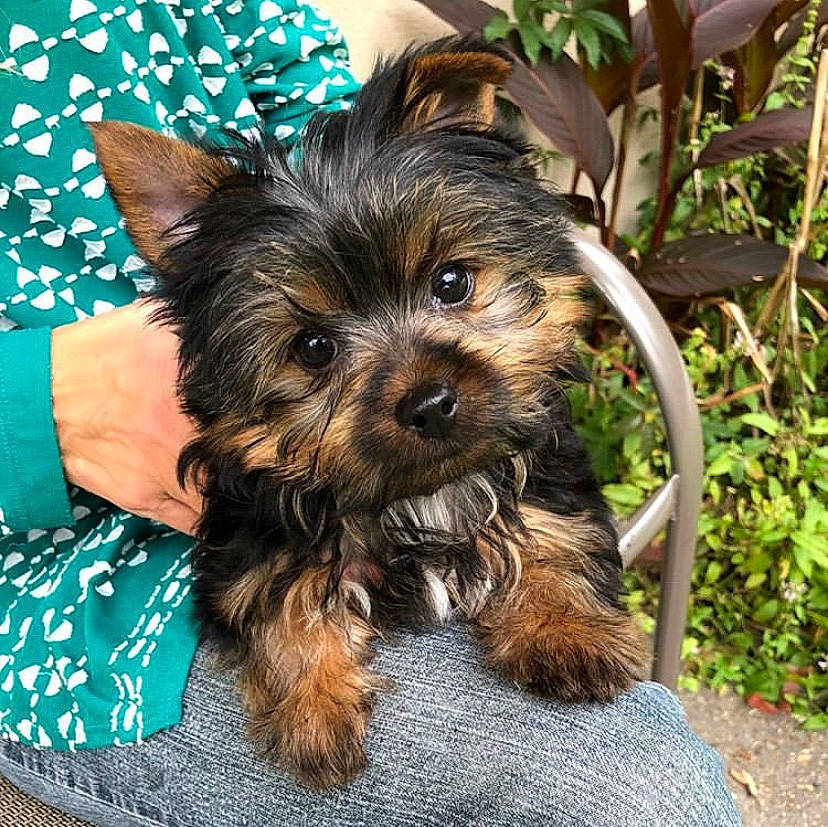 Bear is registered to the contest to win money with this photo: australian_silky_terrier, biewer_terrier, cairn_terrier, canidae, carnivore, chinese_imperial_dog, companion_dog, dog, dog_breed, maltepoo, mammal, morkie, norwich_terrier, puppy, small_terrier, terrier, toy_dog, vertebrate, yorkipoo, yorkshire_terrier