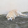 Nate participe au concours pour gagner de l'argent avec cette photo : dog, golden_retriever, lying_down, outdoor, concrete, wall, pet, canine, relaxed, sleepy, animal, fur, mammal, resting, laying, quiet, calm, daylight, domestic_animal, companion
