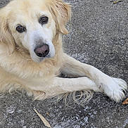 Nate participe au concours pour gagner de l'argent avec cette photo : dog, golden_retriever, animal, pet, outdoor, laying_down, fur, canine, looking_up, close_up, mammal, friendly, cute, domestic_animal, brown_eyes, long_fur, paws, relaxed, companion, nature