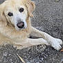dog, golden_retriever, animal, pet, outdoor, laying_down, fur, canine, looking_up, close_up, mammal, friendly, cute, domestic_animal, brown_eyes, long_fur, paws, relaxed, companion, nature