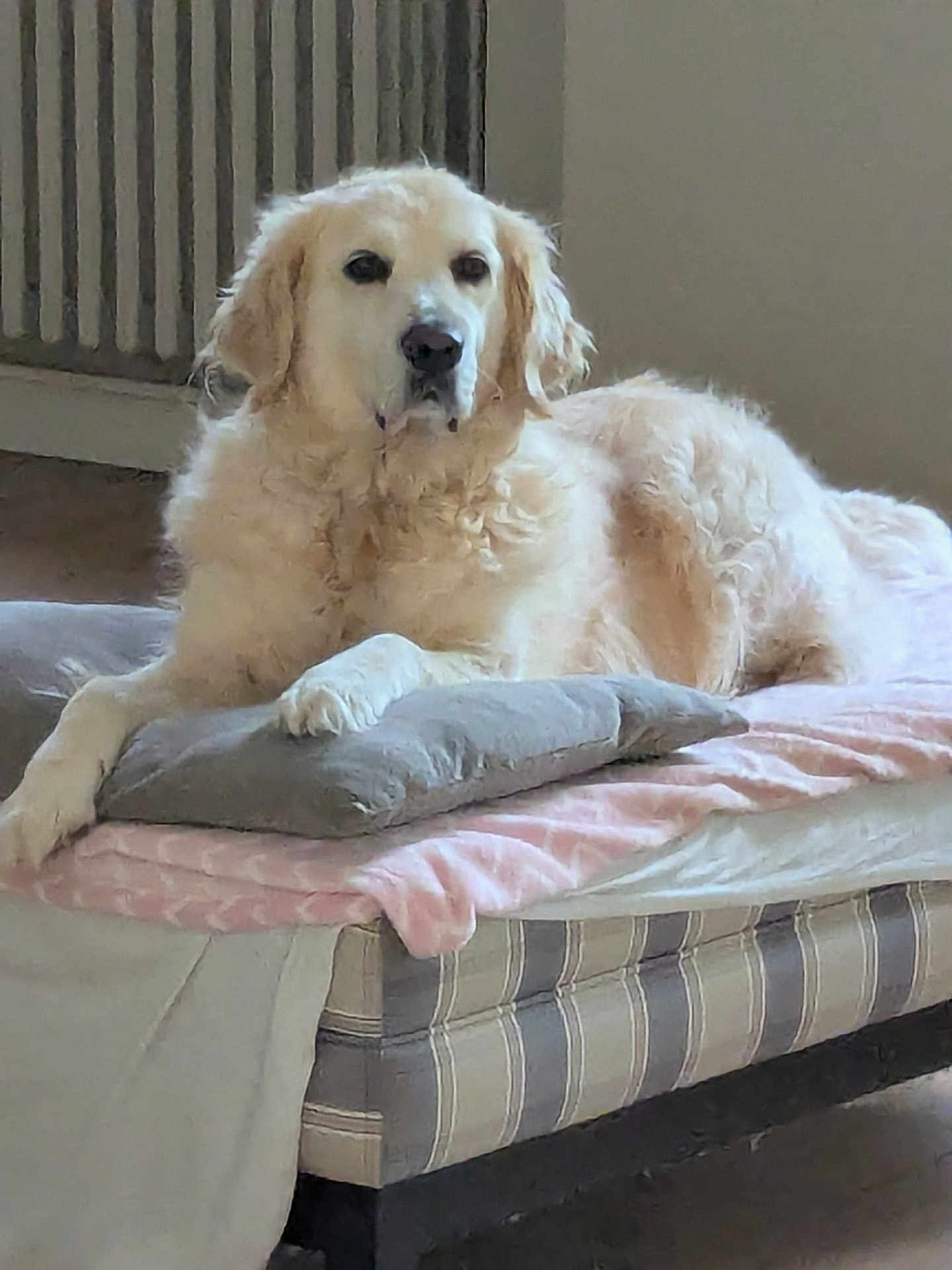 Nate participe au concours pour gagner de l'argent avec cette photo : dog, golden_retriever, pet, indoor, bed, pillow, blanket, cushion, resting, fur, mammal, canine, animal, home, furniture, relaxing, striped, floor, radiator, comfort