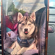 Scooby joined the competition — help win amazing prizes! dog, husky, phone_screen, car, car_seat, blanket, harness, tongue_out, pet, animal, interior, window, reflection, seat, leather, colorful_bags, sky, clouds, daytime, playful