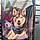 Scooby