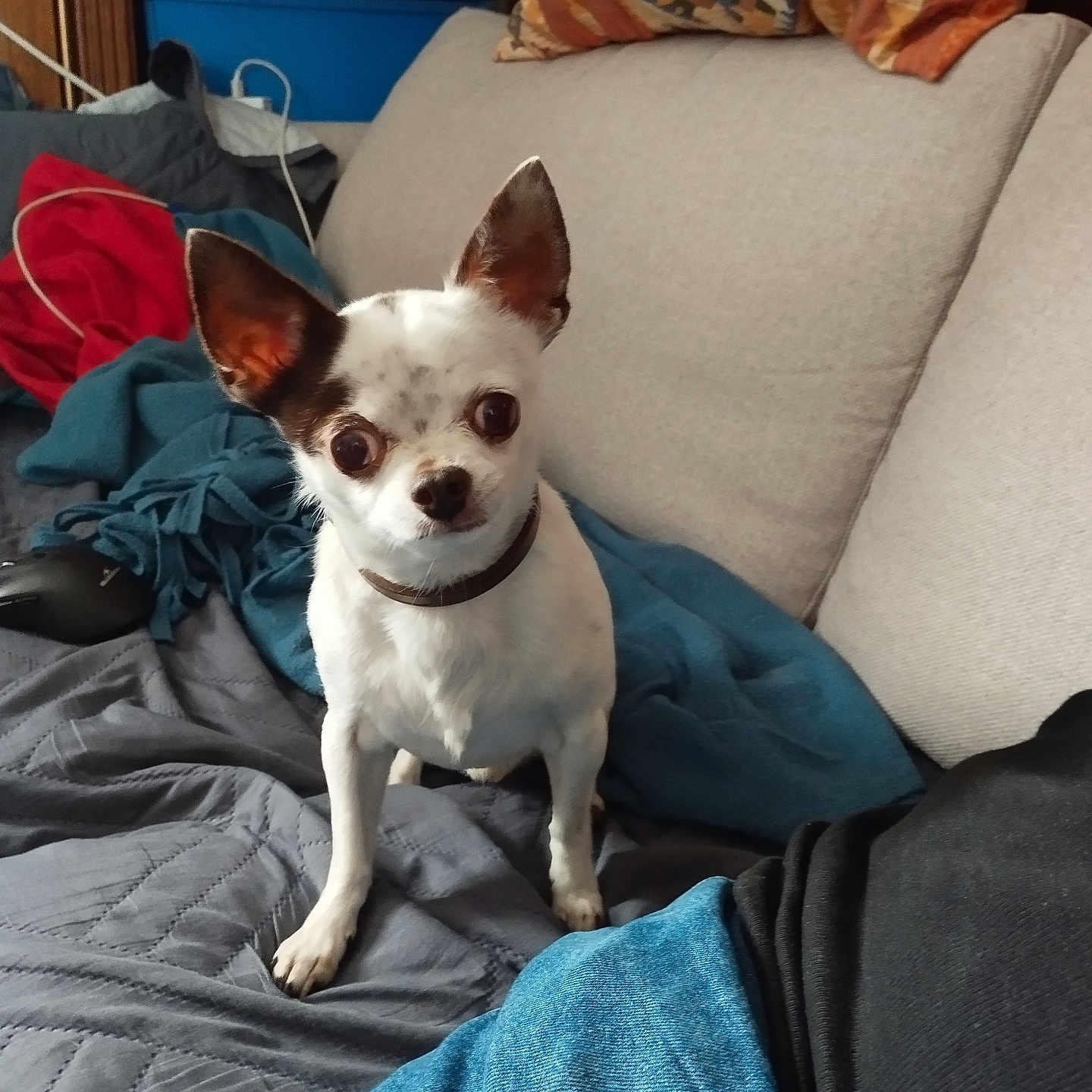 Nesquick a rejoint le concours — aidez-le/la à gagner de superbes lots ! alert, blanket, brown_and_white, casual, chihuahua, companion, cozy, curious, cushion, dog, domestic, furniture, home, indoor, jeans, living_room, person_partial, pet, small_dog, sofa