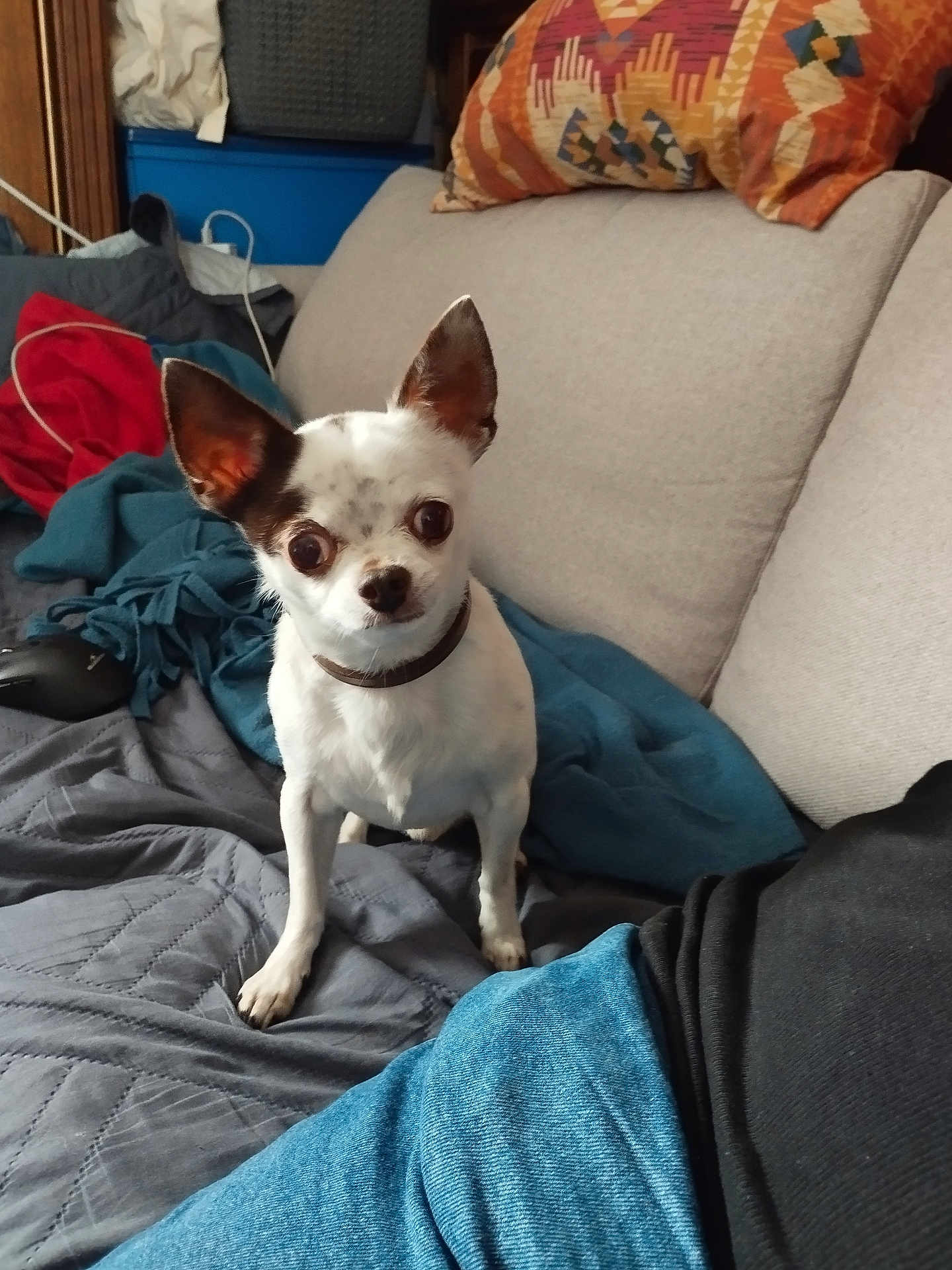 Nesquick a rejoint le concours — aidez-le/la à gagner de superbes lots ! dog, chihuahua, sofa, blanket, cushion, indoor, pet, small_dog, curious, brown_and_white, person_partial, jeans, casual, cozy, furniture, living_room, alert, companion, domestic, home