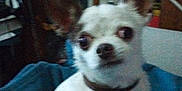 Nesquick participe au concours pour gagner de l'argent avec cette photo : dog, small_dog, white_dog, pet, indoor, blanket, furniture, ears, curious, animal, complicated_background, cabinet, indoor_lighting, blur, low_light, collar, household_items, sitting, looking_away, canine