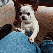 Nesquick a rejoint le concours — aidez-le/la à gagner de superbes lots ! dog, small_dog, chihuahua, pet, indoor, jeans, human_leg, paws, table, remote_control, magazines, wooden_table, floor_tiles, looking_up, curious, domestic_animal, companion, white_dog, black_spots, ears