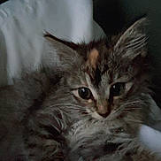 Mila is registered to the contest to win money with this photo: kitten, cat, feline, fluffy, pillow, pet, animal, indoor, cute, whiskers, ears, fur, sleepy, closeup, mammal, resting, young, soft, domestic, cozy