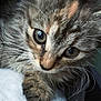 Mila is registered to the contest to win money with this photo: kitten, cat, close_up, fur, whiskers, paw, eyes, curious, soft, pet, animal, cute, young, resting, indoor, feline, portrait, mammal, tabby, fluffy
