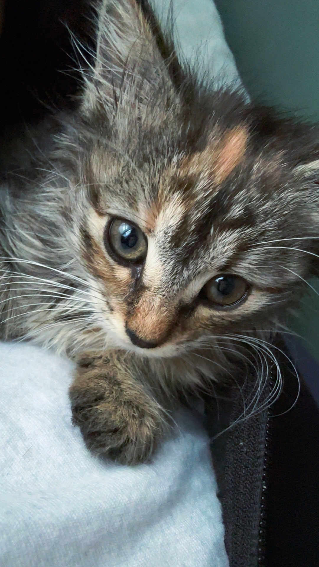 Mila is registered to the contest to win money with this photo: kitten, cat, close_up, fur, whiskers, paw, eyes, curious, soft, pet, animal, cute, young, resting, indoor, feline, portrait, mammal, tabby, fluffy