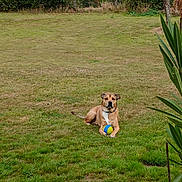 Rock participe au concours pour gagner de l'argent avec cette photo : dog, grass, toy, outdoor, field, greenery, plant, sky, cloud, animal, pet, nature, play, resting, collar, brown_dog, leaf, fence, summer, daytime