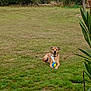 dog, grass, toy, outdoor, field, greenery, plant, sky, cloud, animal, pet, nature, play, resting, collar, brown_dog, leaf, fence, summer, daytime