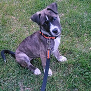 Nala is registered to the contest to win money with this photo: puppy, dog, grass, leash, collar, outdoor, pet, animal, cute, sitting, greenery, young, canine, nature, playful, fur, ears, tail, white_paws, alert