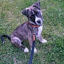 puppy, dog, grass, leash, collar, outdoor, pet, animal, cute, sitting, greenery, young, canine, nature, playful, fur, ears, tail, white_paws, alert