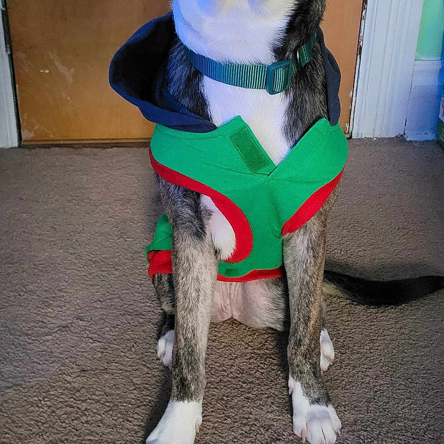 Nala is registered to the contest to win money with this photo: attentive, black_and_white, brown_door, canine, carpet, clothing, collar, dog, ears_up, green, hoodie, house, indoors, medium_sized, pet, portrait, red, sitting, tail, white_paws