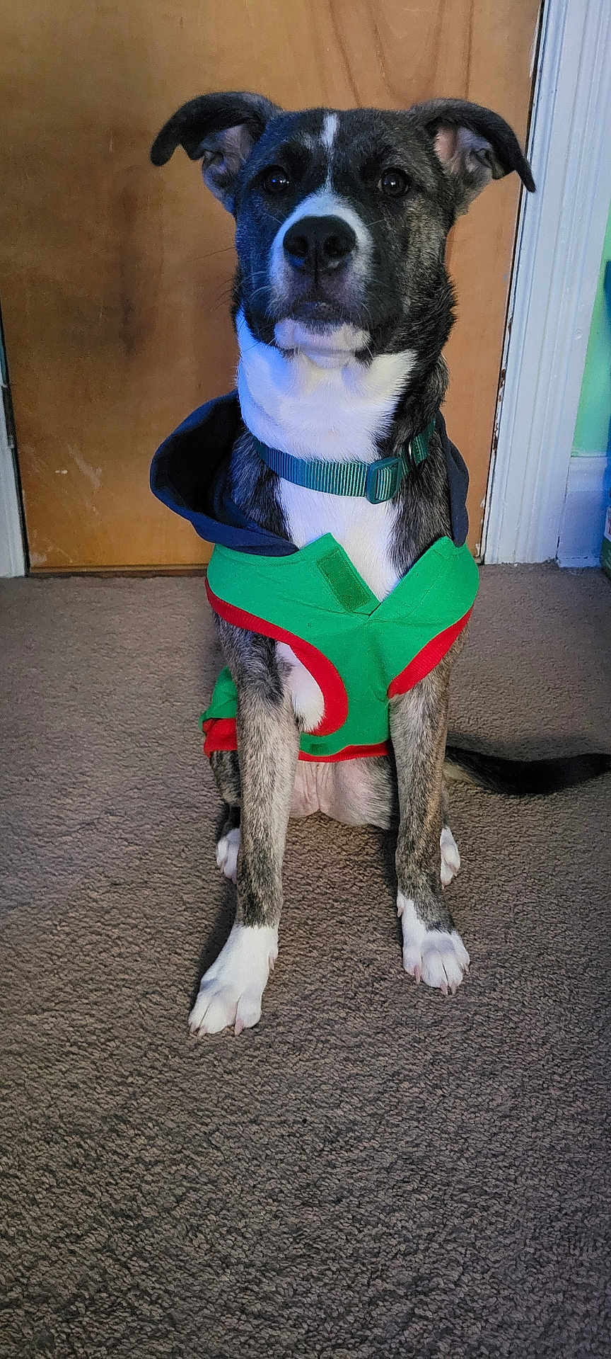 Nala is registered to the contest to win money with this photo: dog, canine, pet, indoors, carpet, hoodie, clothing, sitting, brown_door, green, red, white_paws, collar, attentive, medium_sized, black_and_white, ears_up, tail, house, portrait