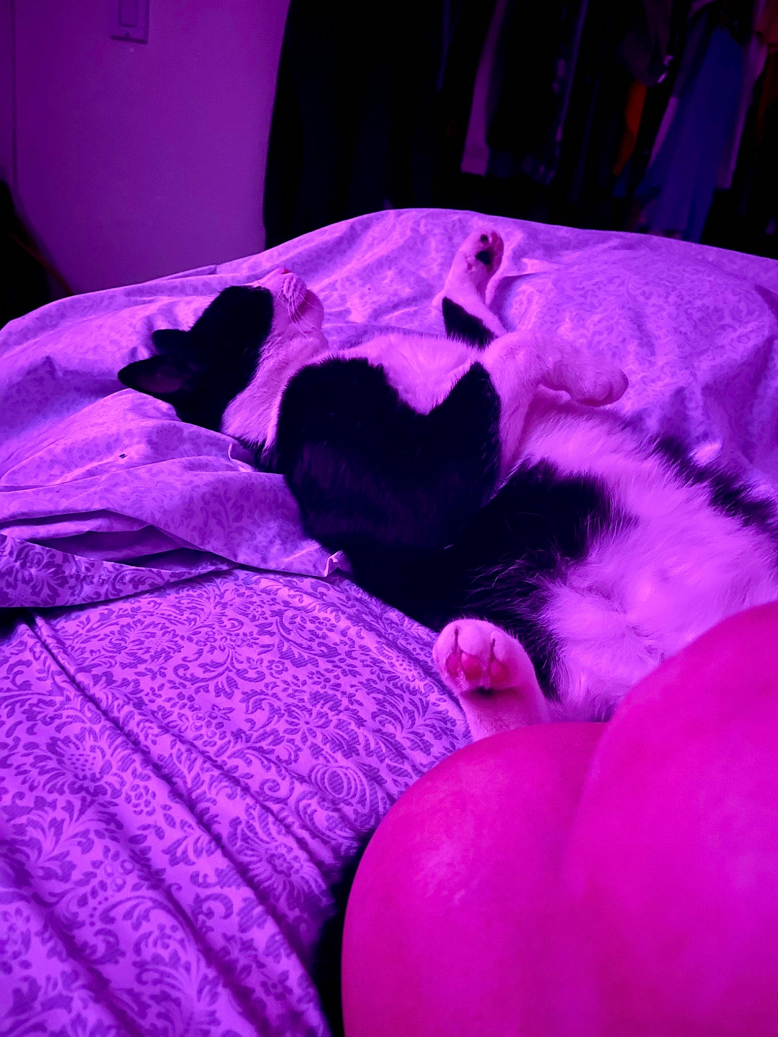 Oreo