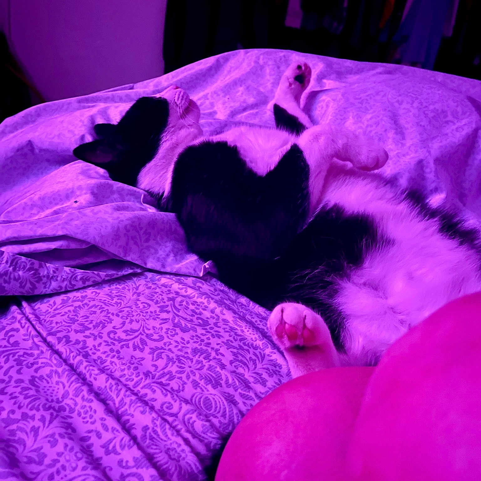 Oreo