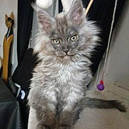 Ary participe au concours pour gagner de l'argent avec cette photo : cat, curtains, cute, domestic_cat, ears, eyes, feline, fluffy, fur, gray, indoor, kitten, pet, portrait, sitting, soft_surface, tail, toy, whiskers, wooden_cat_figure