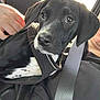 animal, black_and_white, black_dog, car_interior, closeup, cute, dog, fur, harness, indoor, looking_away, person_partial, pet, puppy, seatbelt, seated, sunlight, transportation, window, young_dog