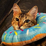 Mercedes is registered to the contest to win money with this photo: cat, tabby, pet, donut_collar, plush, colorful, sprinkles, cute, feline, animal, closeup, resting, indoor, soft_fur, ears, whiskers, sleepy, comfort, toy, cozy