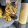 Mercedes joined the competition — help win amazing prizes! cat, tabby, yellow_eyes, whiskers, cat_tree, scratching_post, gray_fabric, paw, tail, indoor, pet, feline, close_up, relaxed, curious, animal, fur, texture, cozy, home