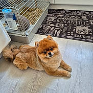 Una a rejoint le concours — aidez-le/la à gagner de superbes lots ! animal, cage, companion, cute, dog, domestic, fence, floor, furry, home, indoor, kitchen, mat, pet, pomeranian, rabbit, resting, small_dog, water_bottle, wooden_floor