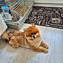 animal, cage, companion, cute, dog, domestic, fence, floor, furry, home, indoor, kitchen, mat, pet, pomeranian, rabbit, resting, small_dog, water_bottle, wooden_floor