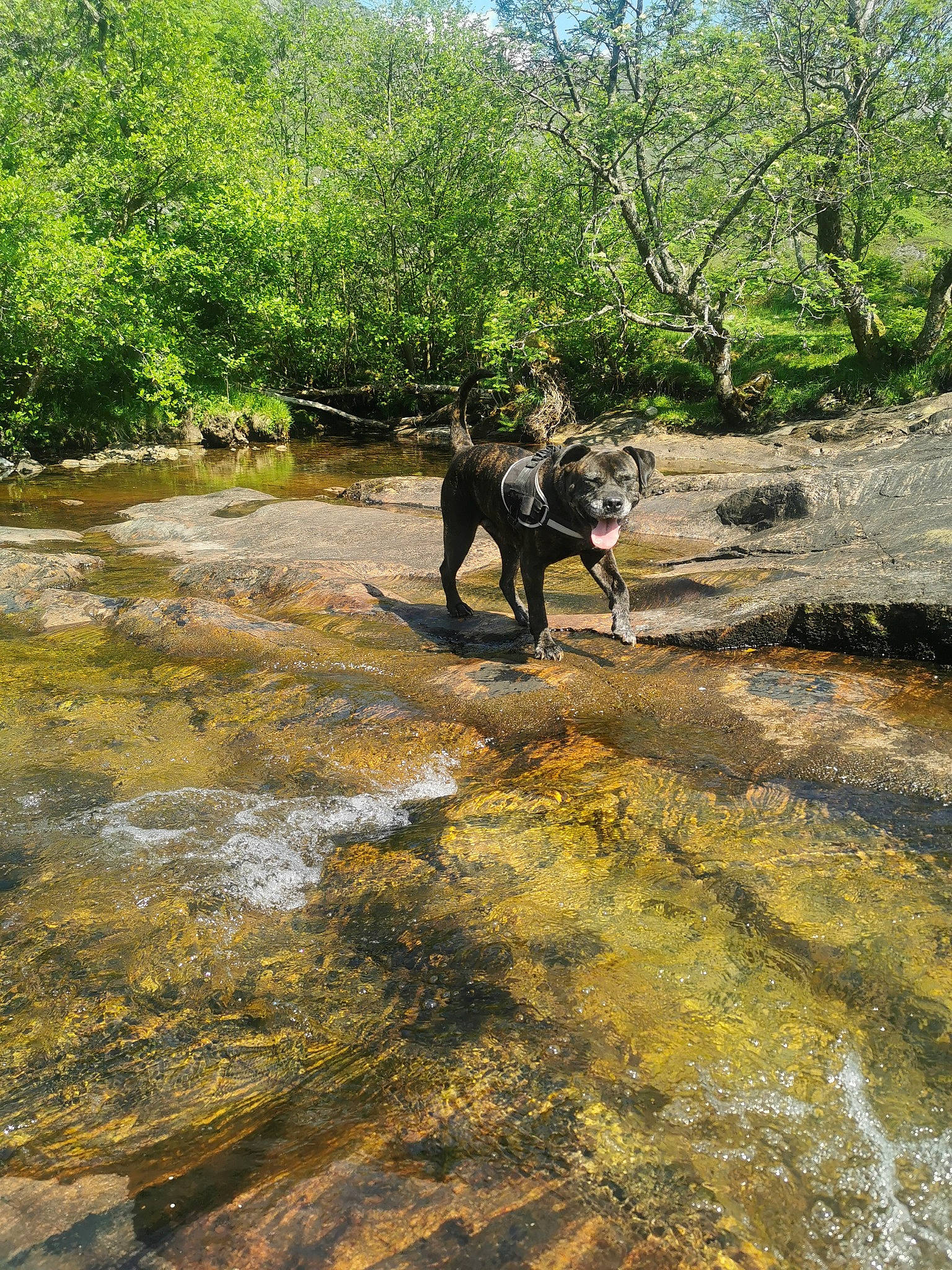 Ruby is registered to the contest to win money with this photo: bedrock, carnivore, creek, dog, dog_breed, fawn, fluvial_landforms_of_streams, forest, grass, landscape, natural_landscape, pack_animal, plant, riparian_zone, soil, sporting_group, stream, tree, water, working_animal