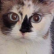 Lulu is registered to the contest to win money with this photo: cat, kitten, feline, close_up, portrait, fluffy, fur, whiskers, eyes, wide_eyed, nose, face, white_fur, gray_fur, brown_fur, indoors, pet, cute, surprised, photography