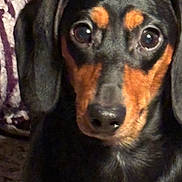Lucy joined the competition — help win amazing prizes! dog, dachshund, close_up, pet, indoor, fur, black_and_brown, eyes, face, animal, curious, portrait, canine, ears, texture, blanket, expression, companion, domestic, cute