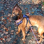 Bailey joined the competition — help win amazing prizes! dog, canine, pet, leash, harness, autumn, fall_leaves, outdoor, path, nature, brown_fur, ears, alert, standing, daylight, walking, animal, mammal, young_dog, curious