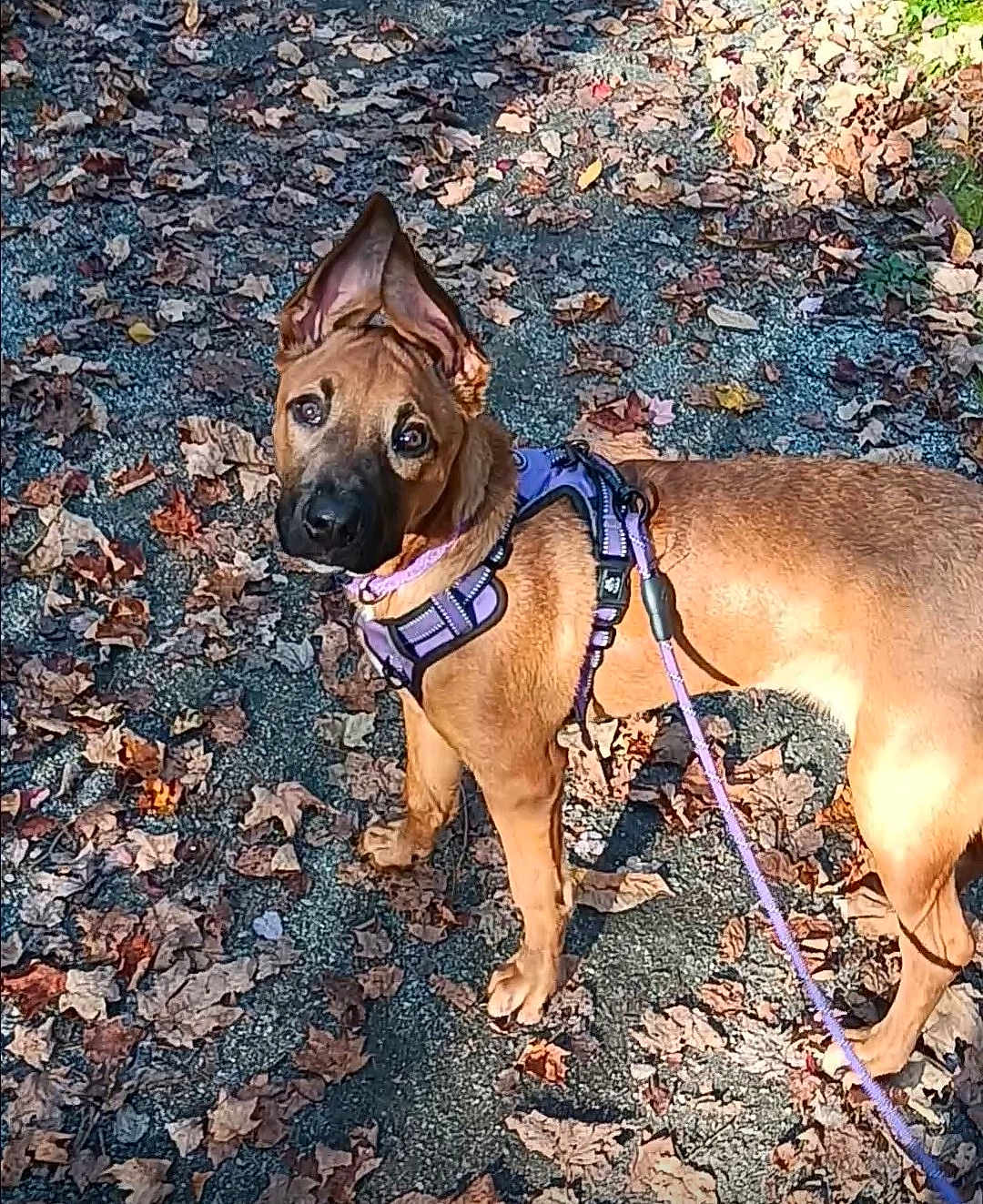 Bailey
